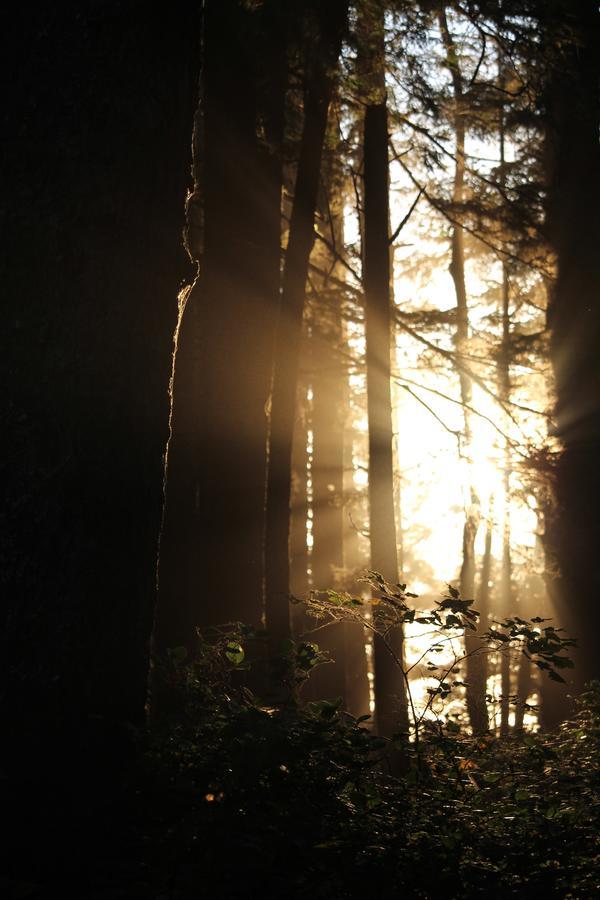 Apartament Sienna'S Tree House Tofino Zewnętrze zdjęcie